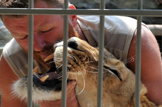 Hayvanat bahçesi sahibi Alexander Pylyshenko, yardım toplamak için bir yıl boyunca aslanlarla aynı kafeste yaşayacak.