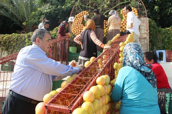 Narenciye Festivali
