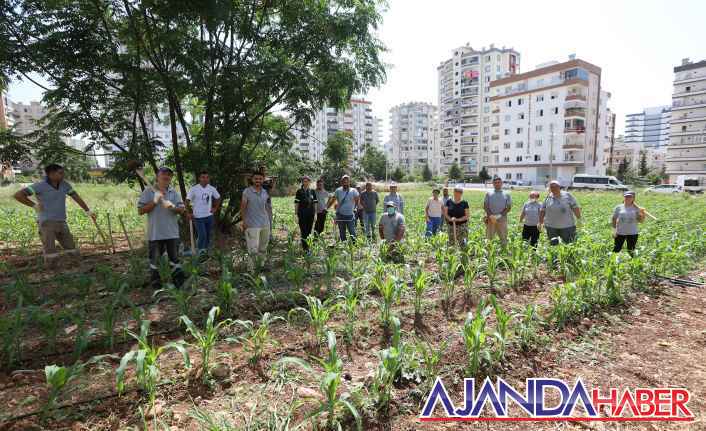 Kent İçi Tarım Projesi’ kapsamında geçtiğimiz ay ekilen mısırlar büyüyor.