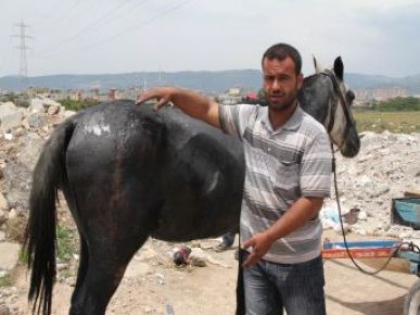 Mersin'de Seyyar Satıcıların Atlarını Diri Diri Yaktılar