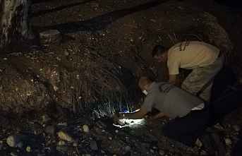 Büyükşehir 7 Yavru Köpek ve Annesine Sahip Çıktı