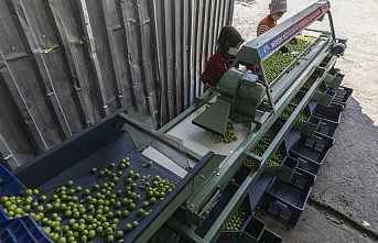 Büyükşehir'den Üreticiye Erik Boylama Desteği