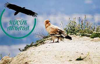 Küçük Akbabalar Vaillant ile Koruma altında