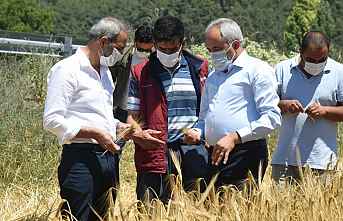 TARLADA İZİ VARDI, YÜZÜ OLDU