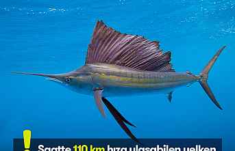 Yelken Balığı