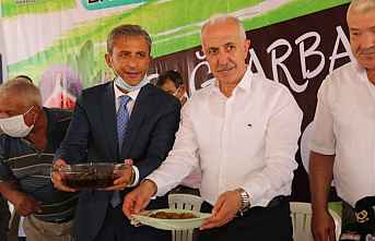 Akdeniz'de ‘Siyah İncir ilk hasadı ’ Yapıldı