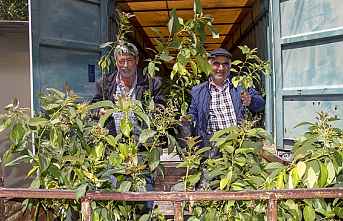 Büyükşehir, Avokado Dağıtım Projesi’nin İlk...