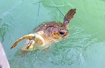 Kabuğu Kırılan Yaralı Caretta Caretta’yı Ölümden...