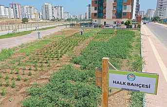 Halk bahçesinde bedava sebze