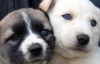Adıyaman'ın mavi gözlü köpekleri GALERİ