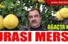 Bu kavunlar ağaçta yetişiyor