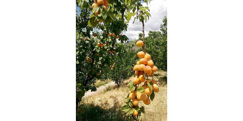 Kayısı Sezon Sonunda Da Fiyatını Korudu