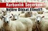 Kurbanlık Seçerken Nelere Dikkat Etmeli?