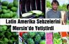 Latin Amerika Sebzelerini Mersin’de Yetiştirdi