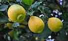 Limonda Rekolte Düştü Fiyat Arttı