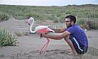 Yaralı Flamingoyu Balıkçılar Kurtardı