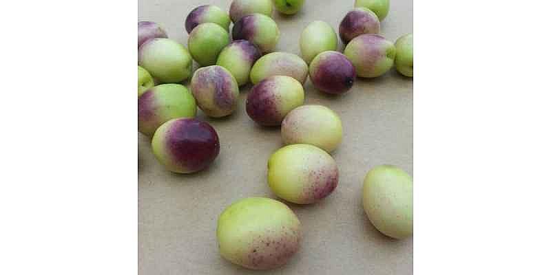Zeytin Fiyatları İkiye Katladı